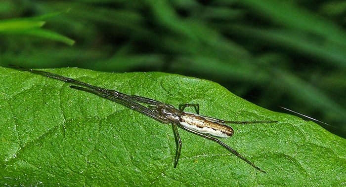 opilione e 2 ragnetti.
